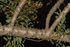 Euphorbia nivulia